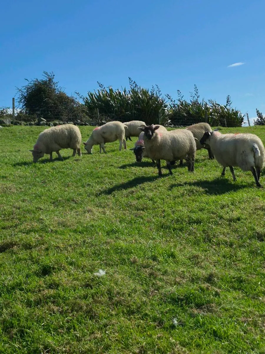 Ewe lambs - Image 3