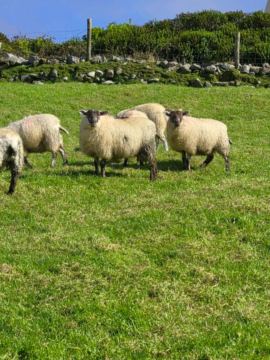 Ewe lambs - Image 1