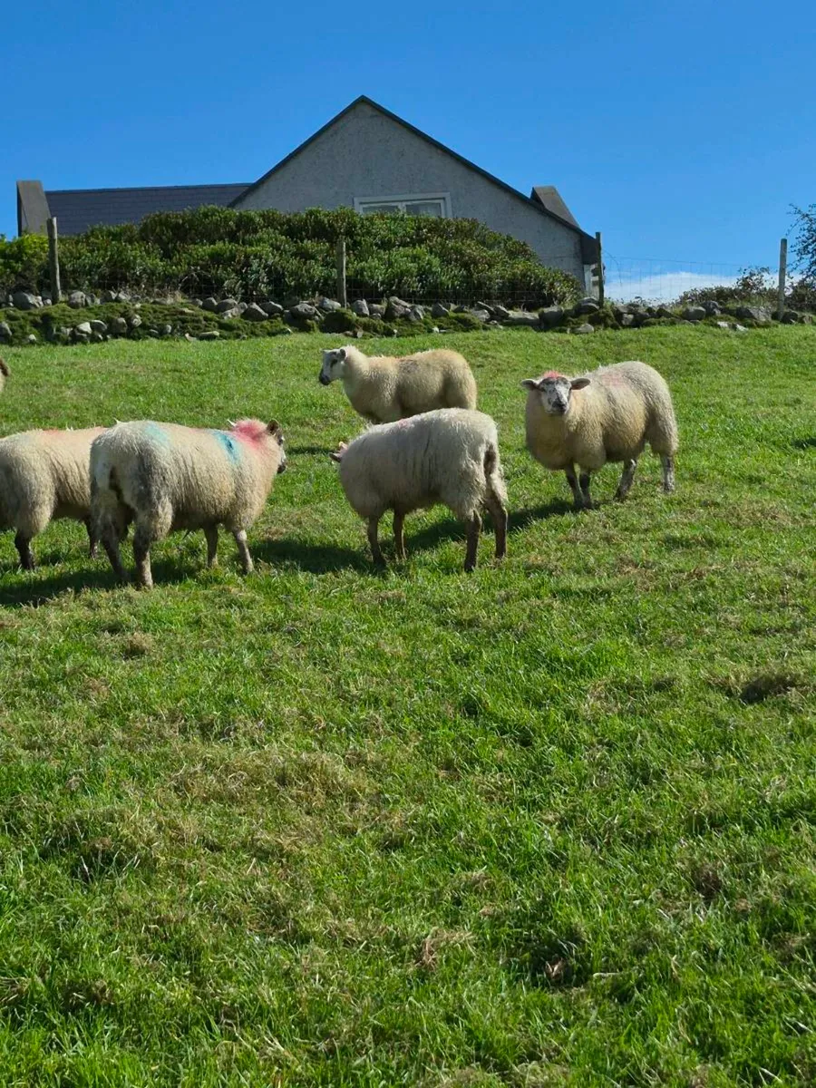 Ewe lambs - Image 4