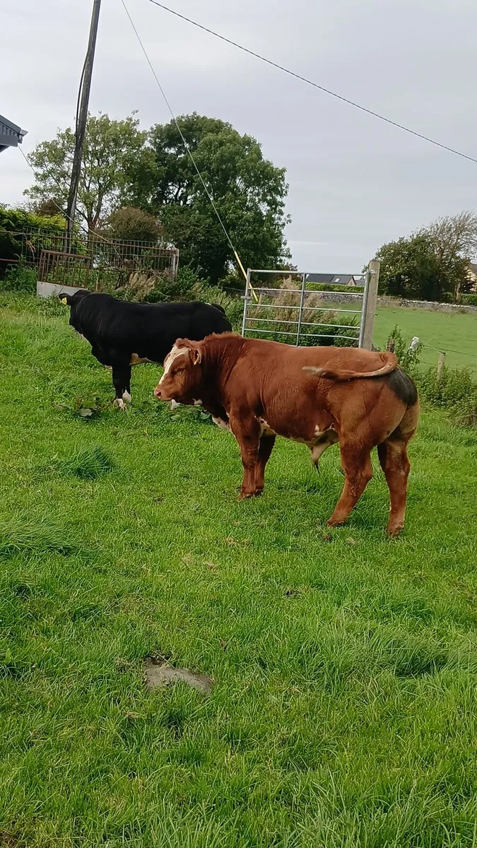 Loughrea 25th BB bulls - Image 2