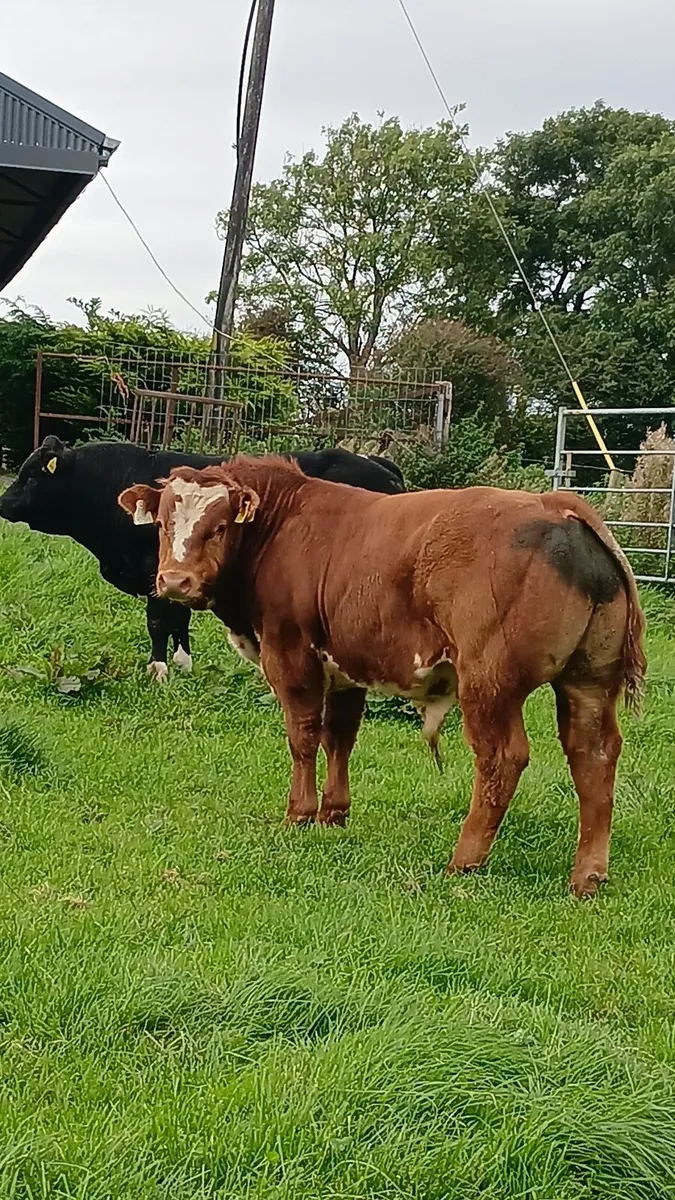 Loughrea 25th BB bulls - Image 1