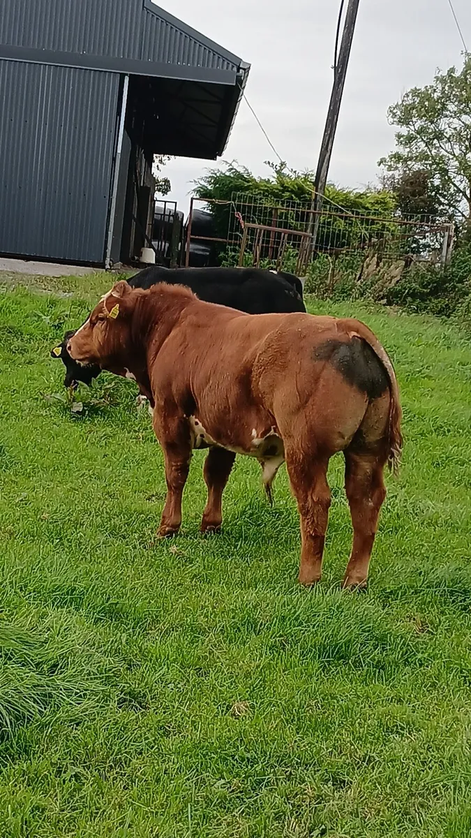 Loughrea 25th BB bulls - Image 4