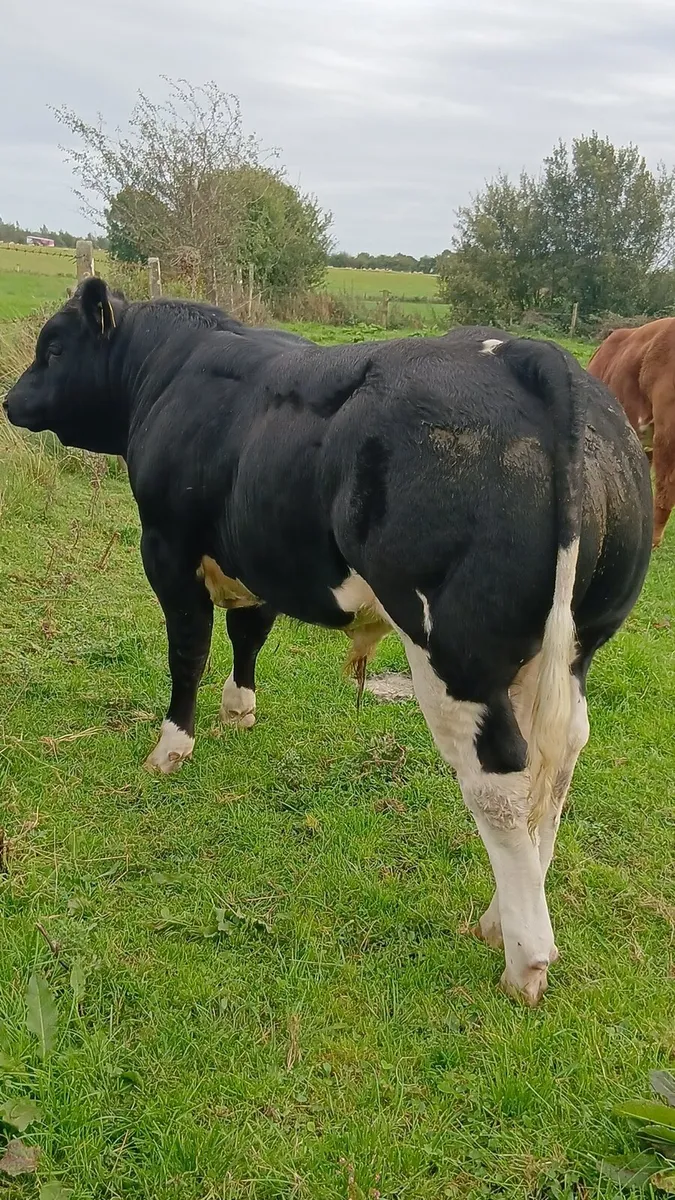♦️Hybrid BB loughrea 25th♦️ - Image 1