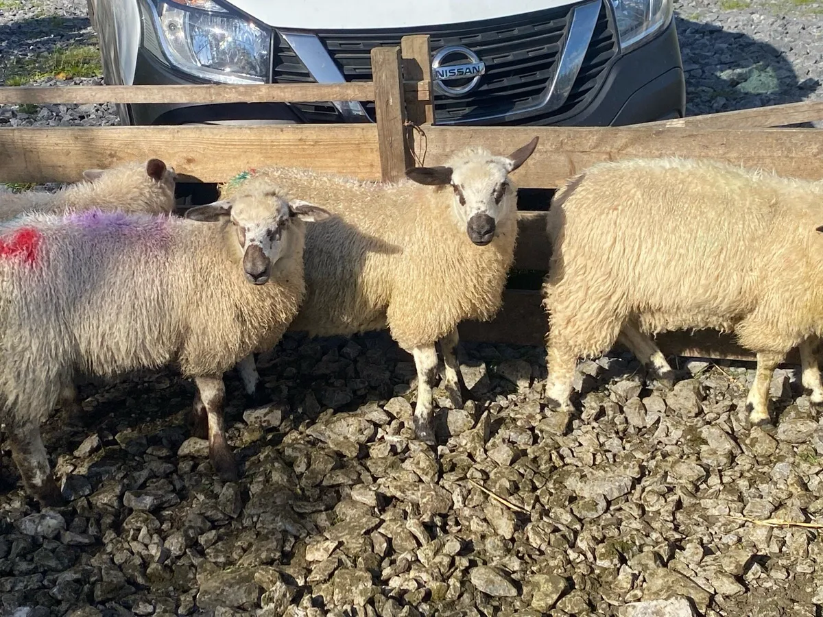 Valais/texel ewe lambs - Image 1