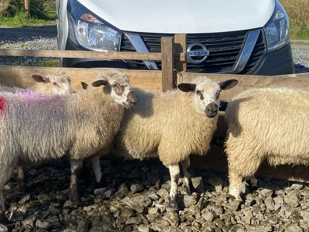 Valais/texel ewe lambs - Image 2