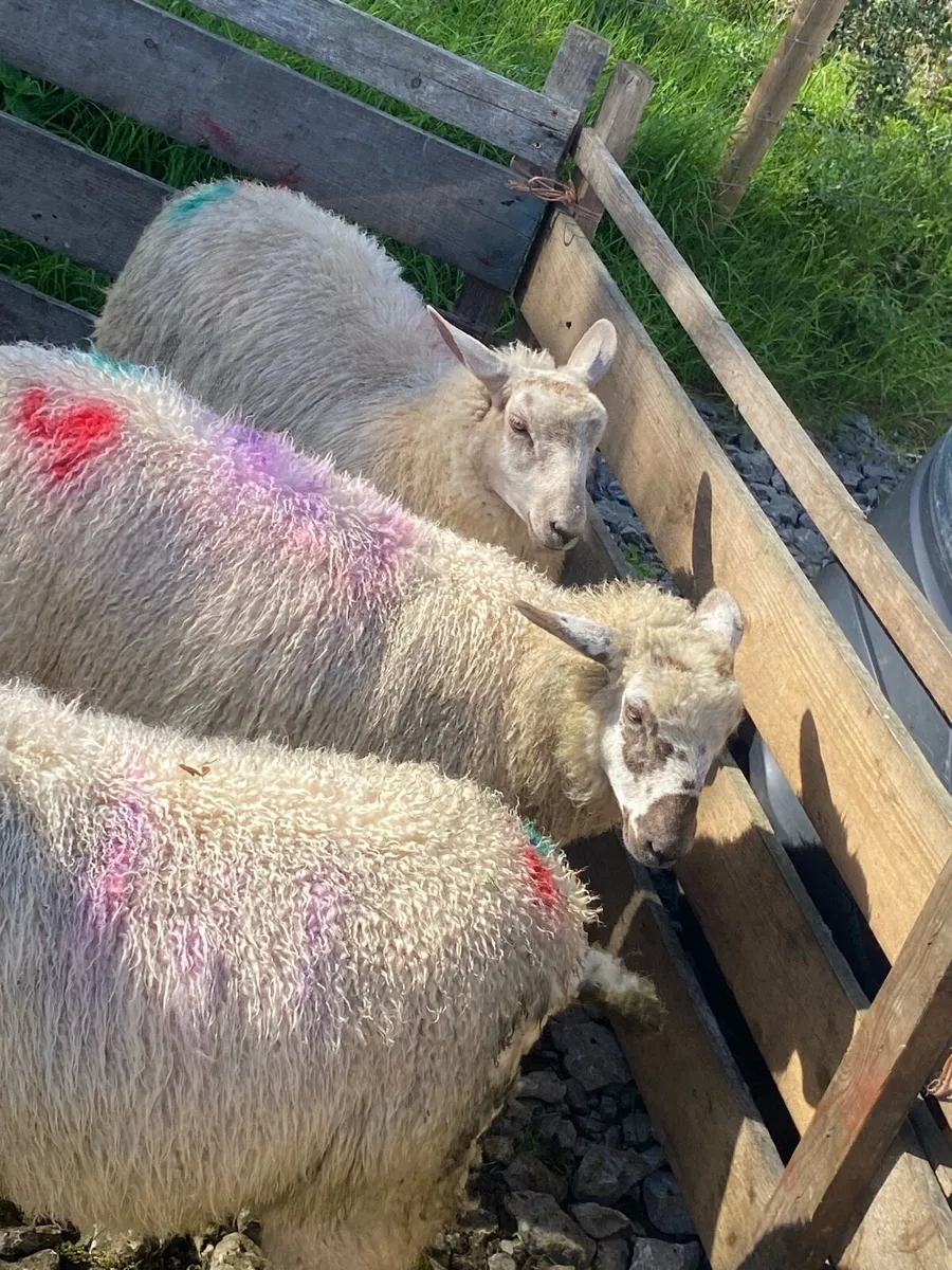 Valais/texel ewe lambs - Image 3