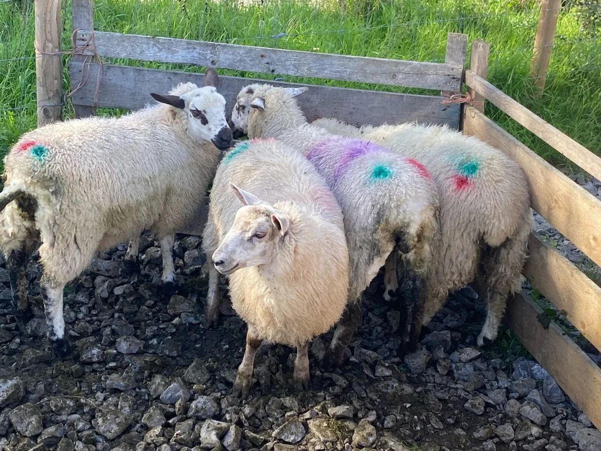 Valais/texel ewe lambs - Image 4