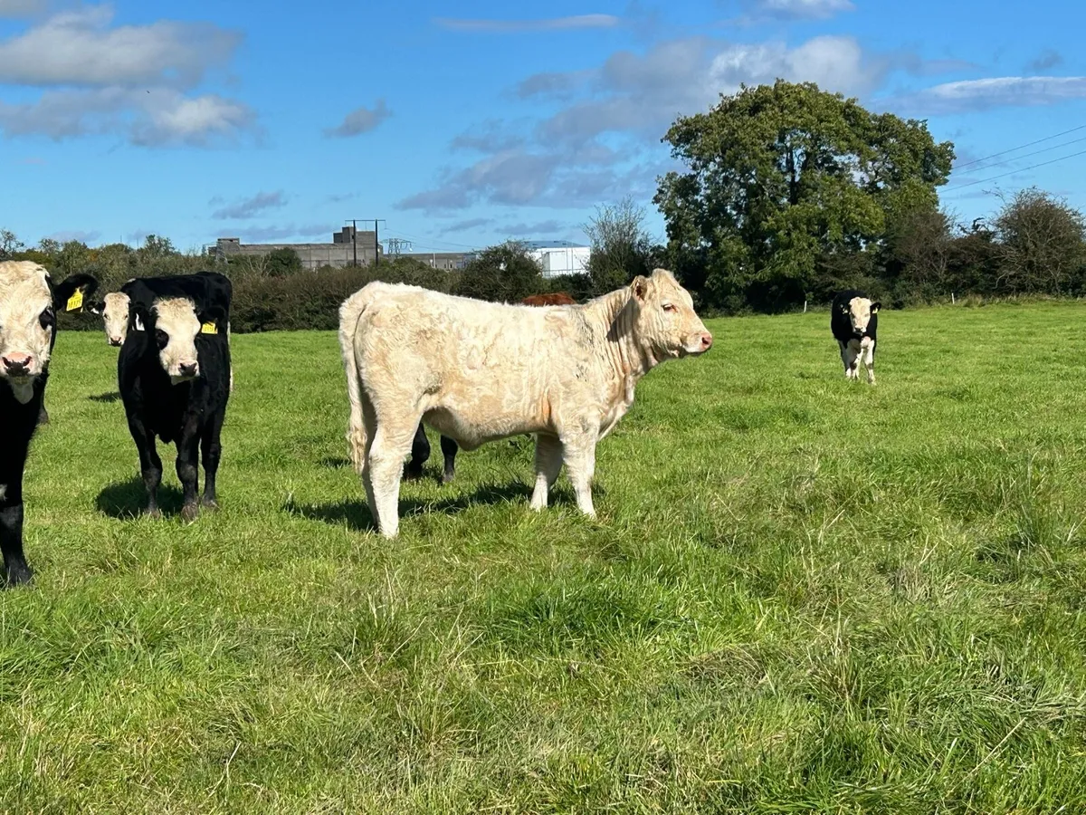 PBR Charolais heifer weanling - Image 2