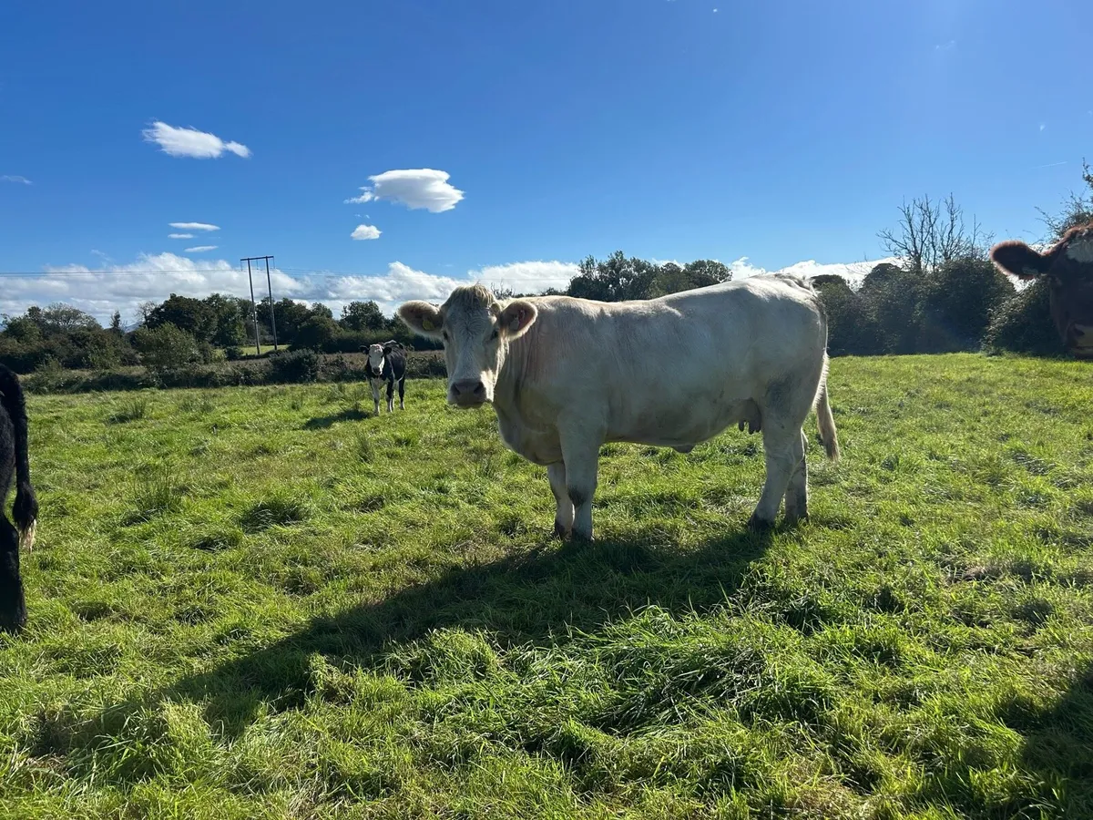 PBR Charolais heifer weanling - Image 4