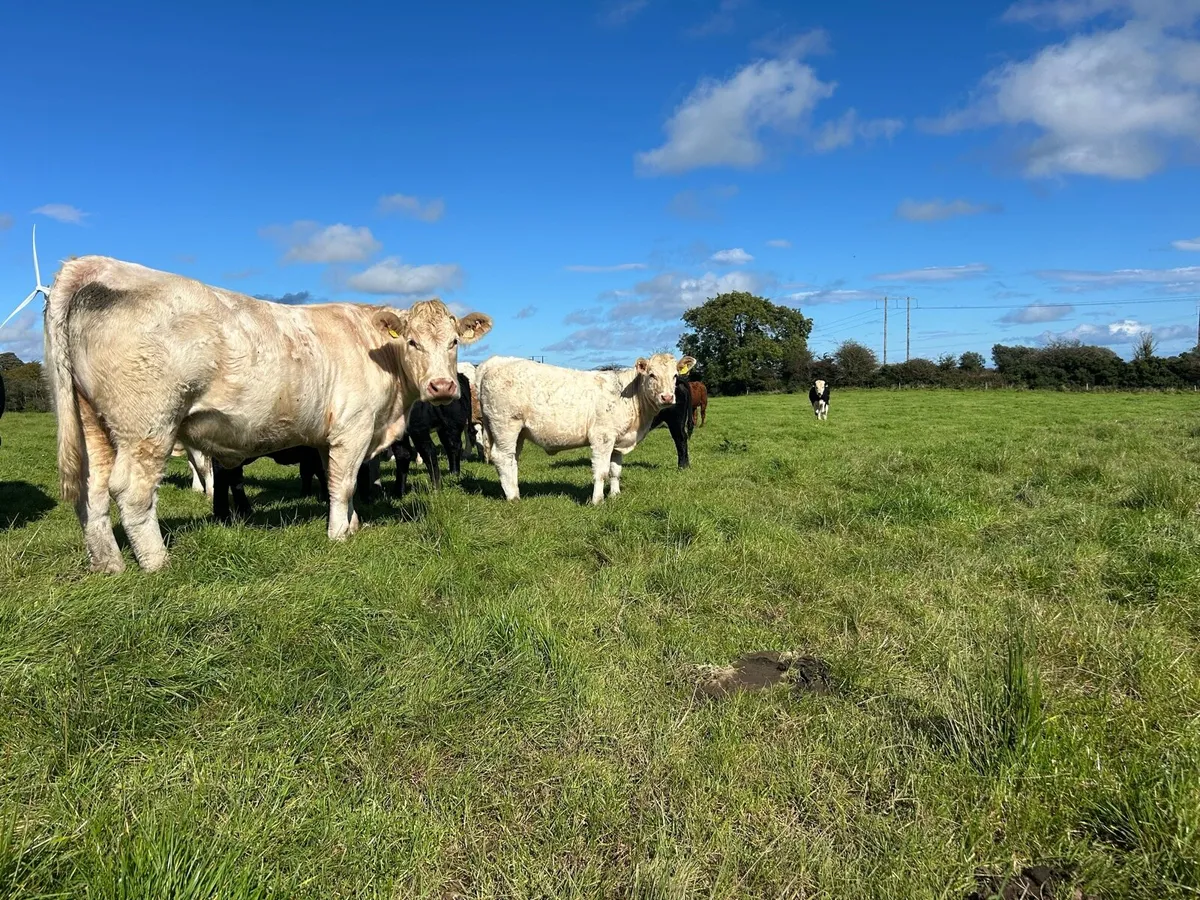 PBR Charolais heifer weanling - Image 3