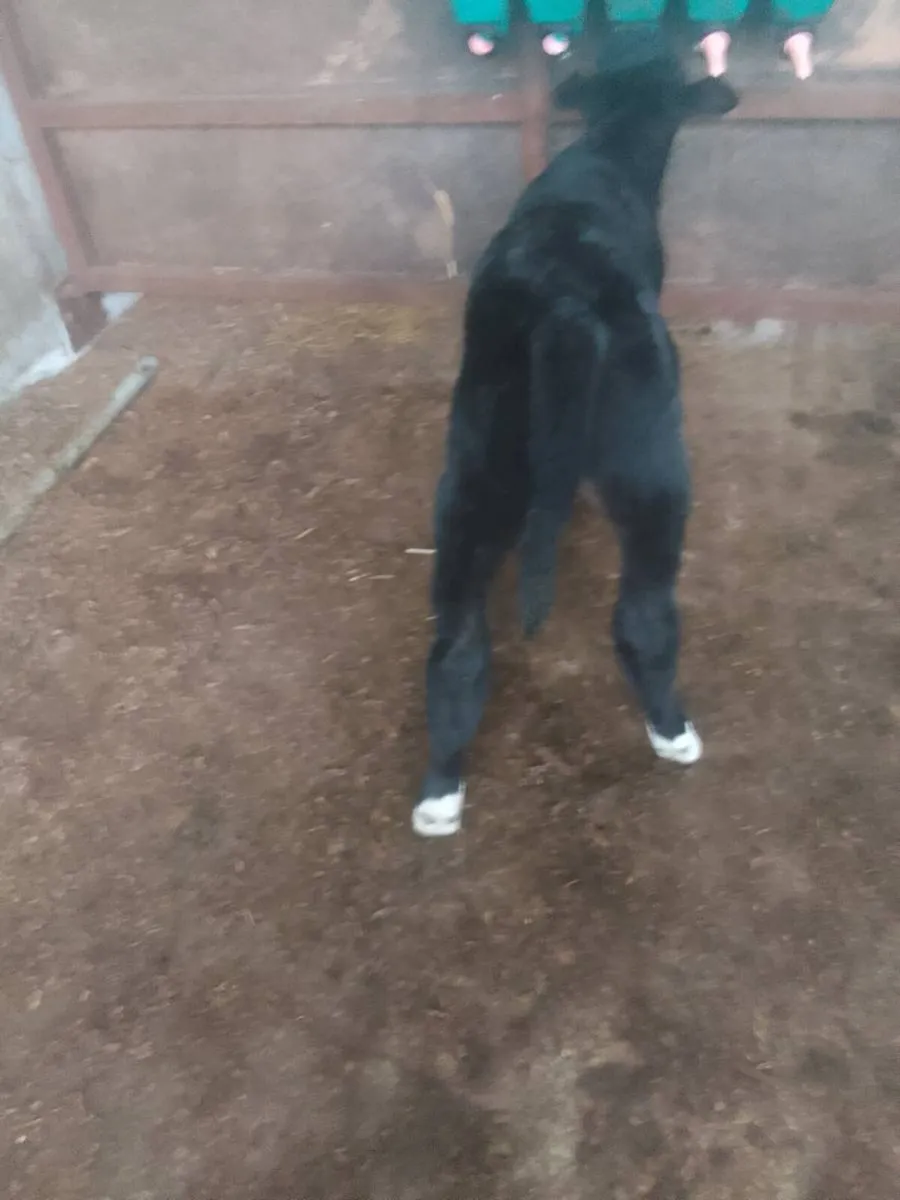 Calf - Image 1