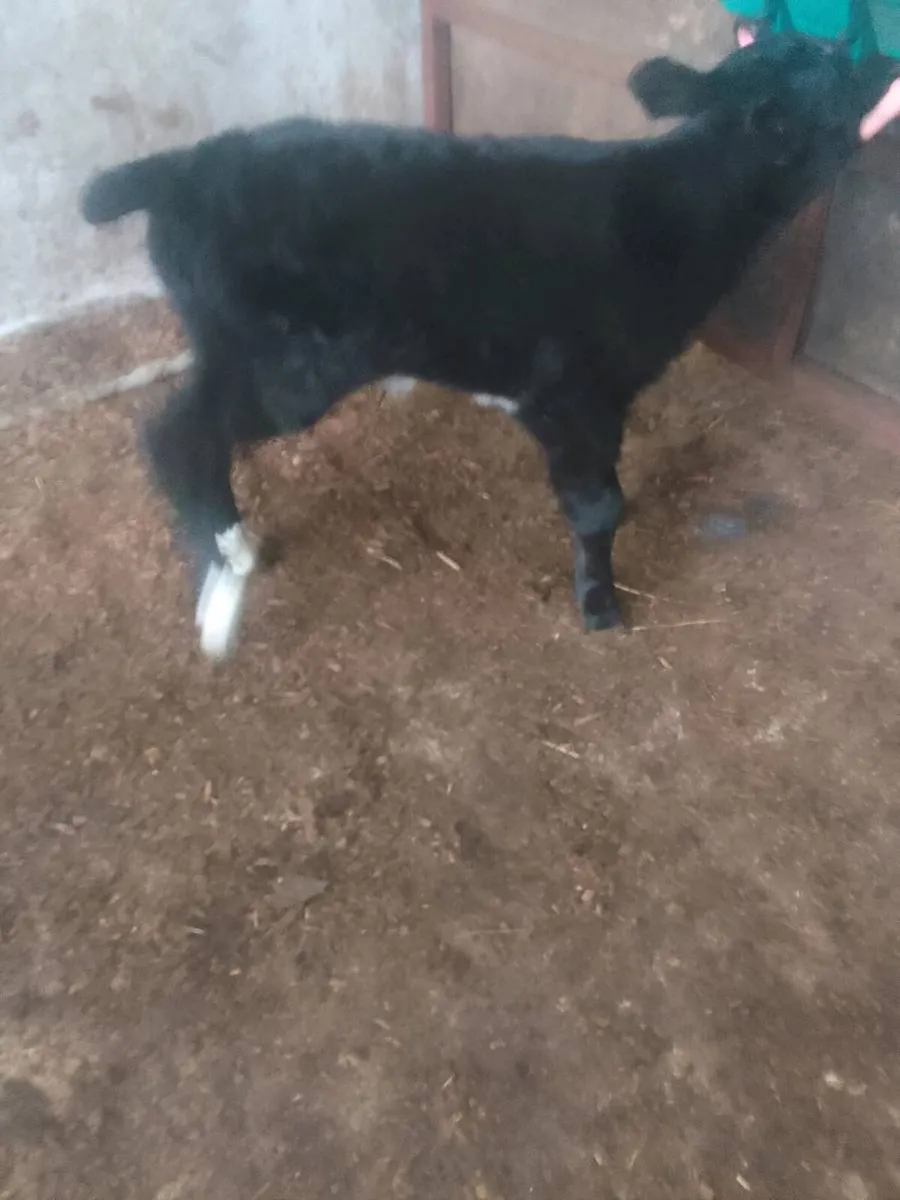 Calf - Image 3