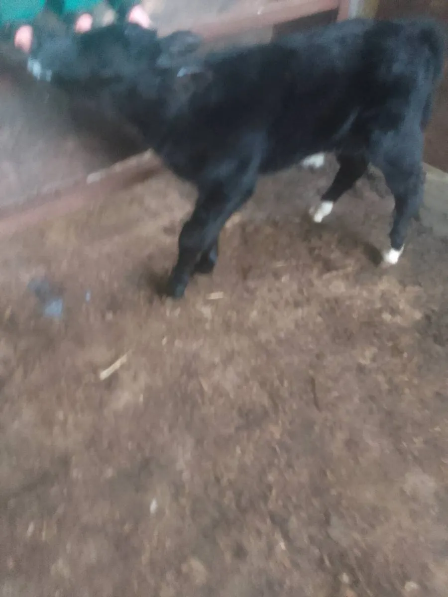 Calf - Image 2