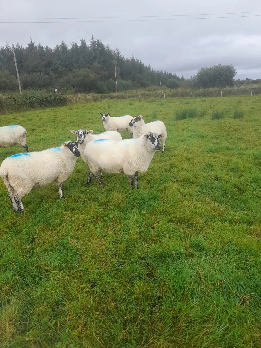 Hiltex Hoggets for sale - Image 2
