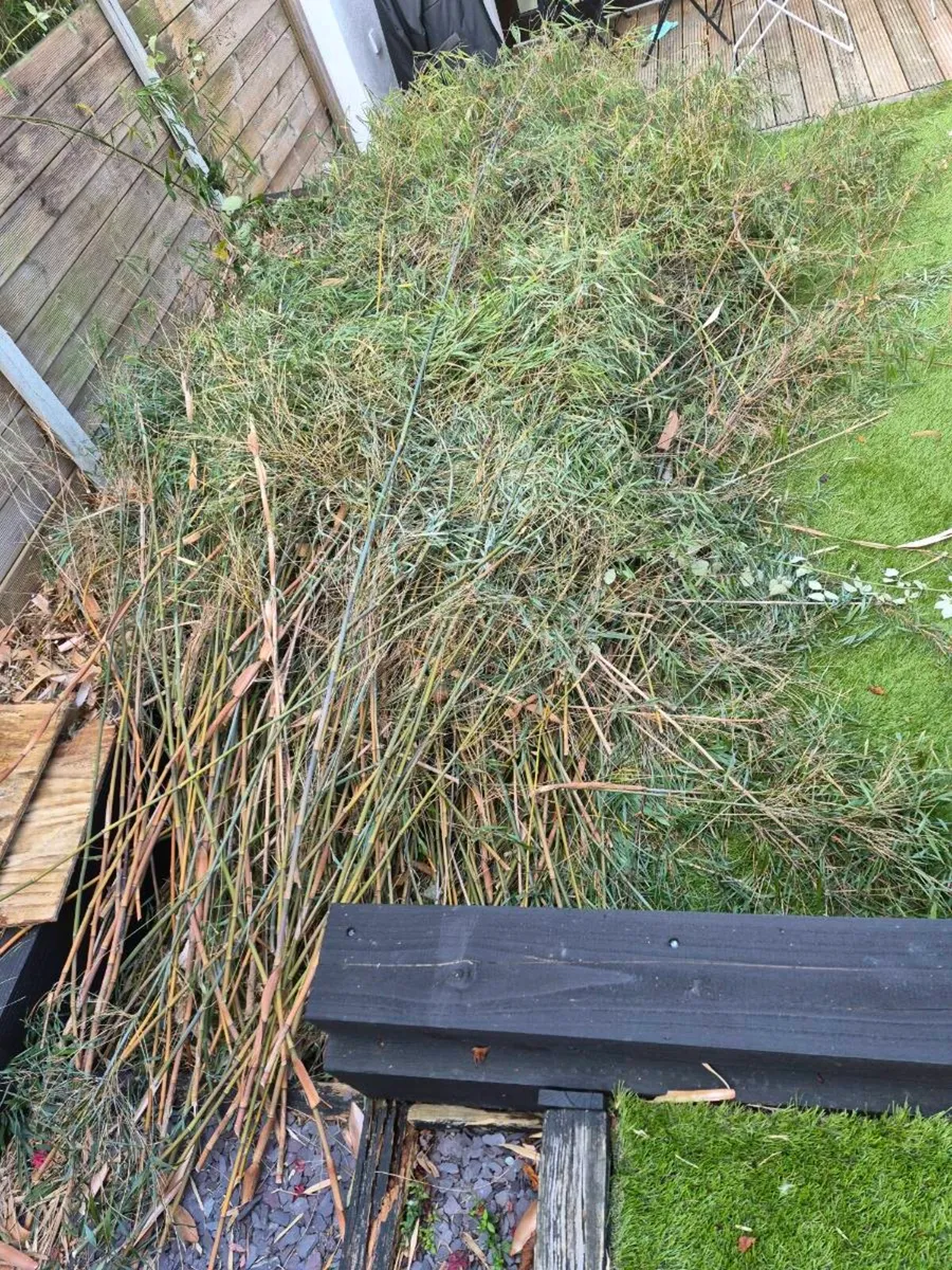 Cut Bamboo