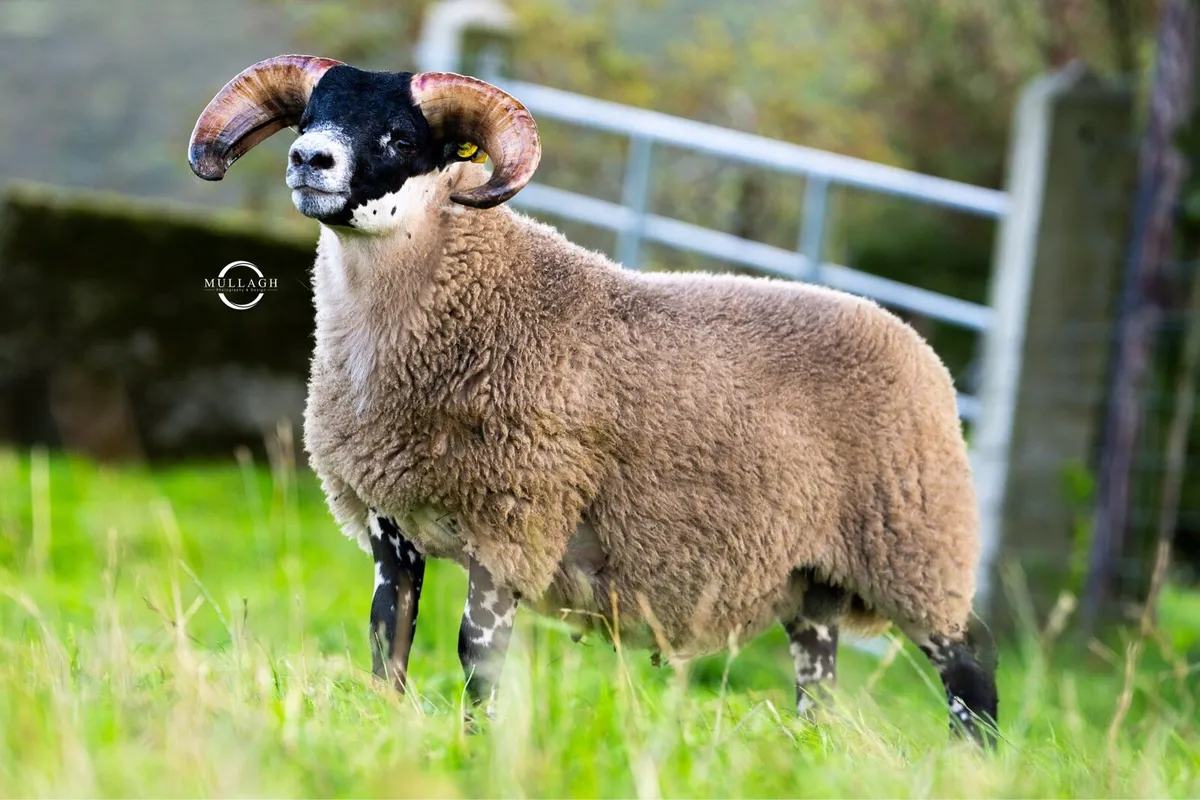 Lanark Rams - Image 2