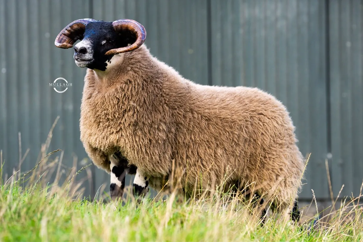 Lanark Rams - Image 1