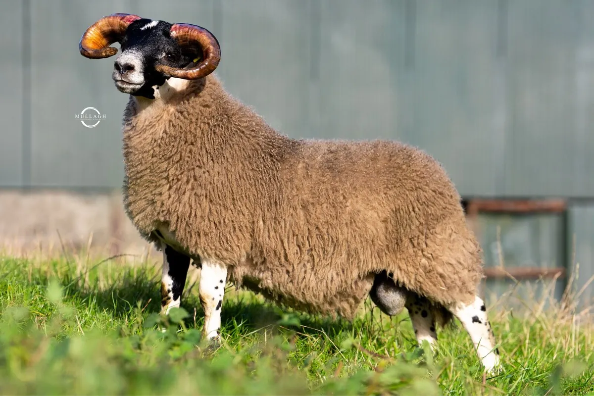 Lanark Rams - Image 3