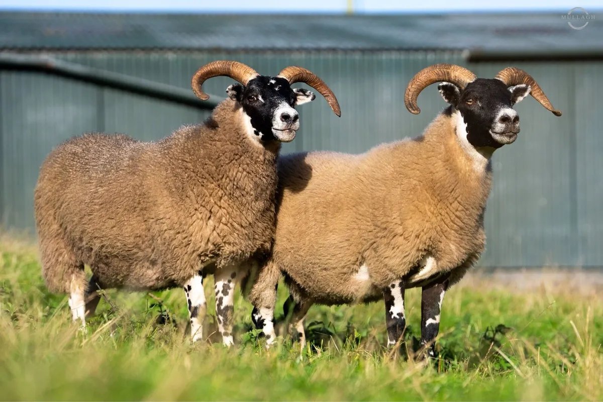 Lanark Rams - Image 4