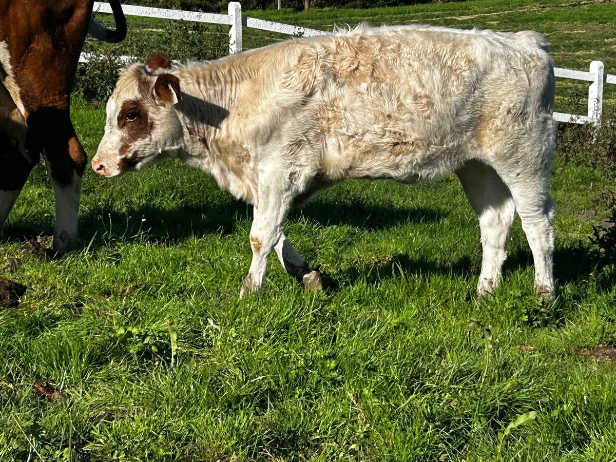 Roan Heifer Weanling - Image 1