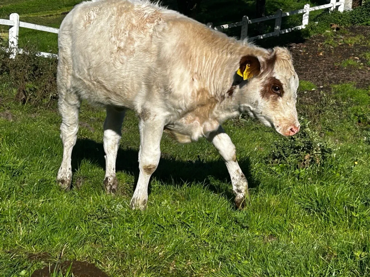 Roan Heifer Weanling - Image 2