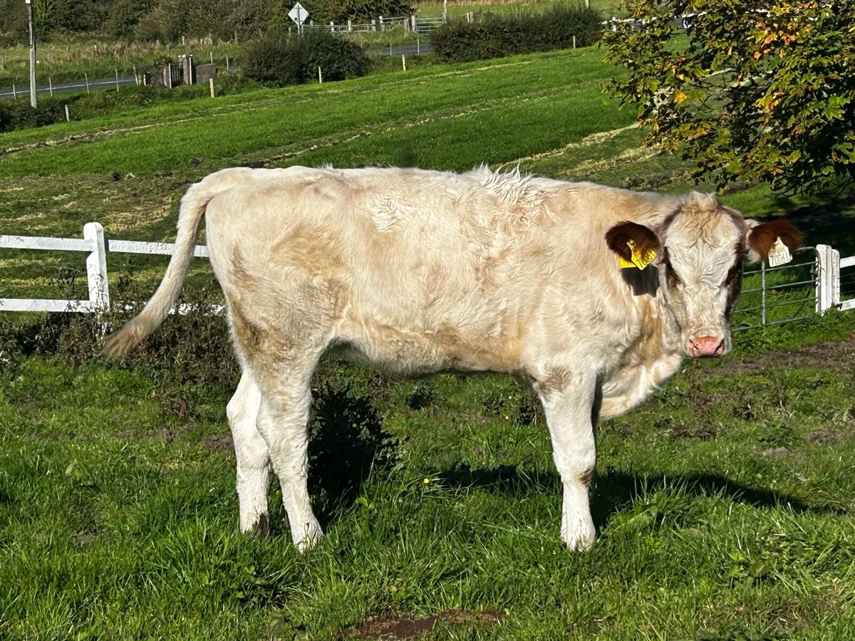 Roan Heifer Weanling - Image 3