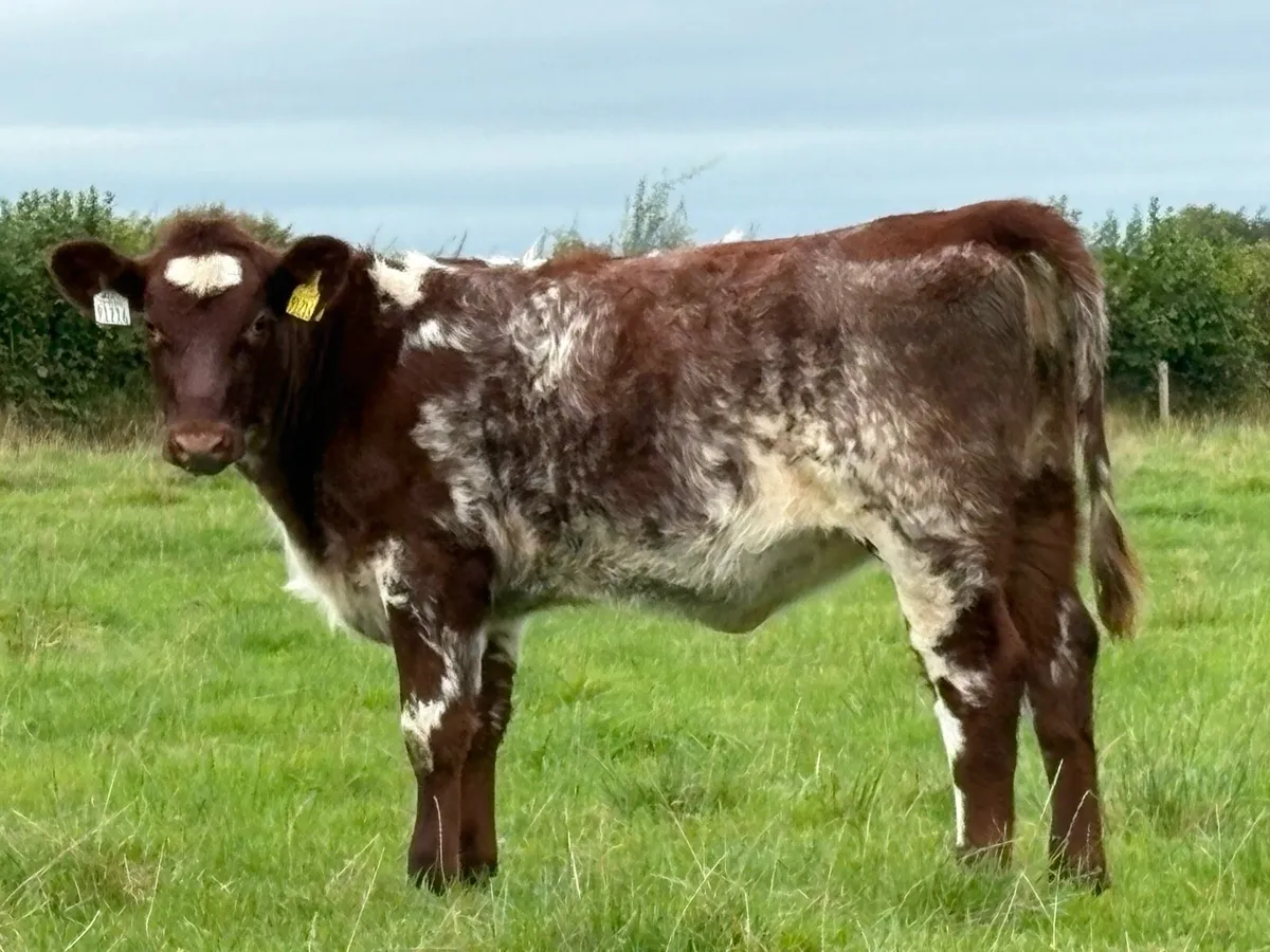 Smashing suckler  shorthorn heifer - Image 4