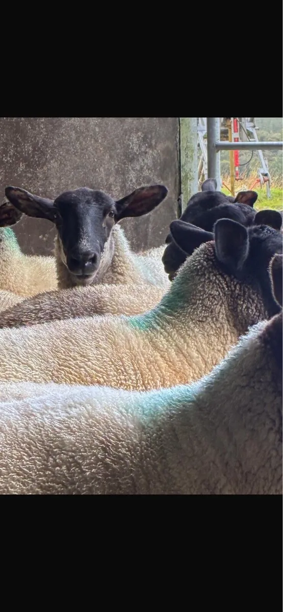 Suffolk mule ewes - Image 2