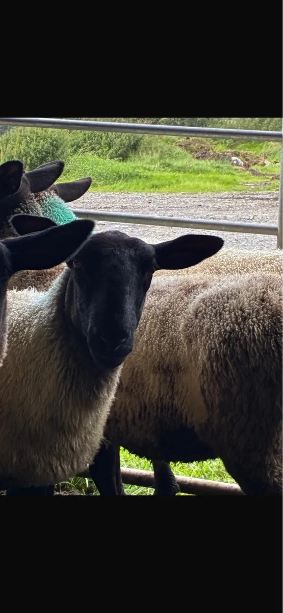 Suffolk mule ewes - Image 3