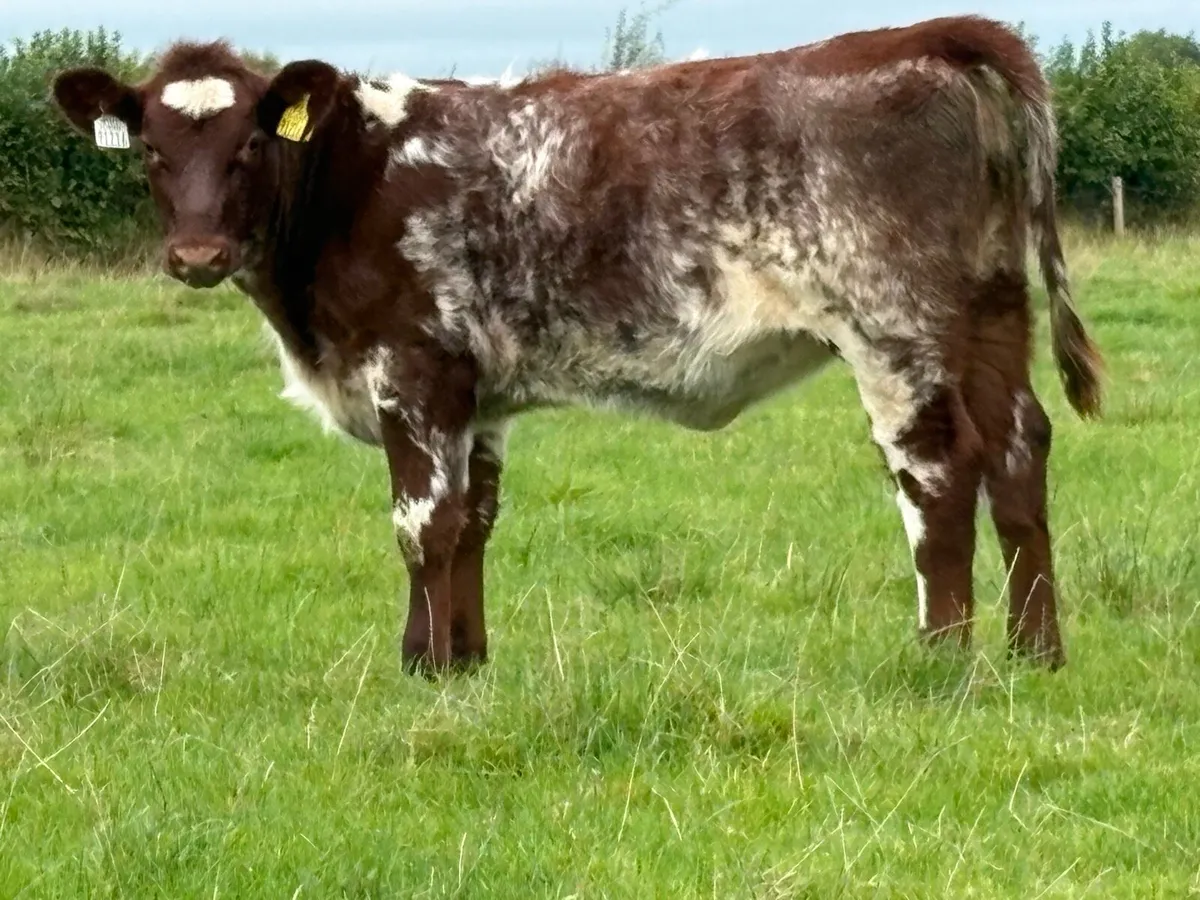 Smashing suckler  shorthorn heifer - Image 1