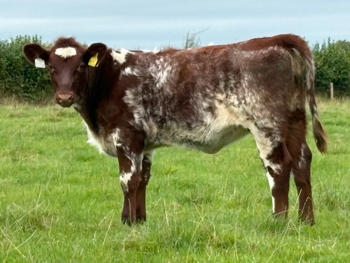 Smashing suckler  shorthorn heifer - Image 2