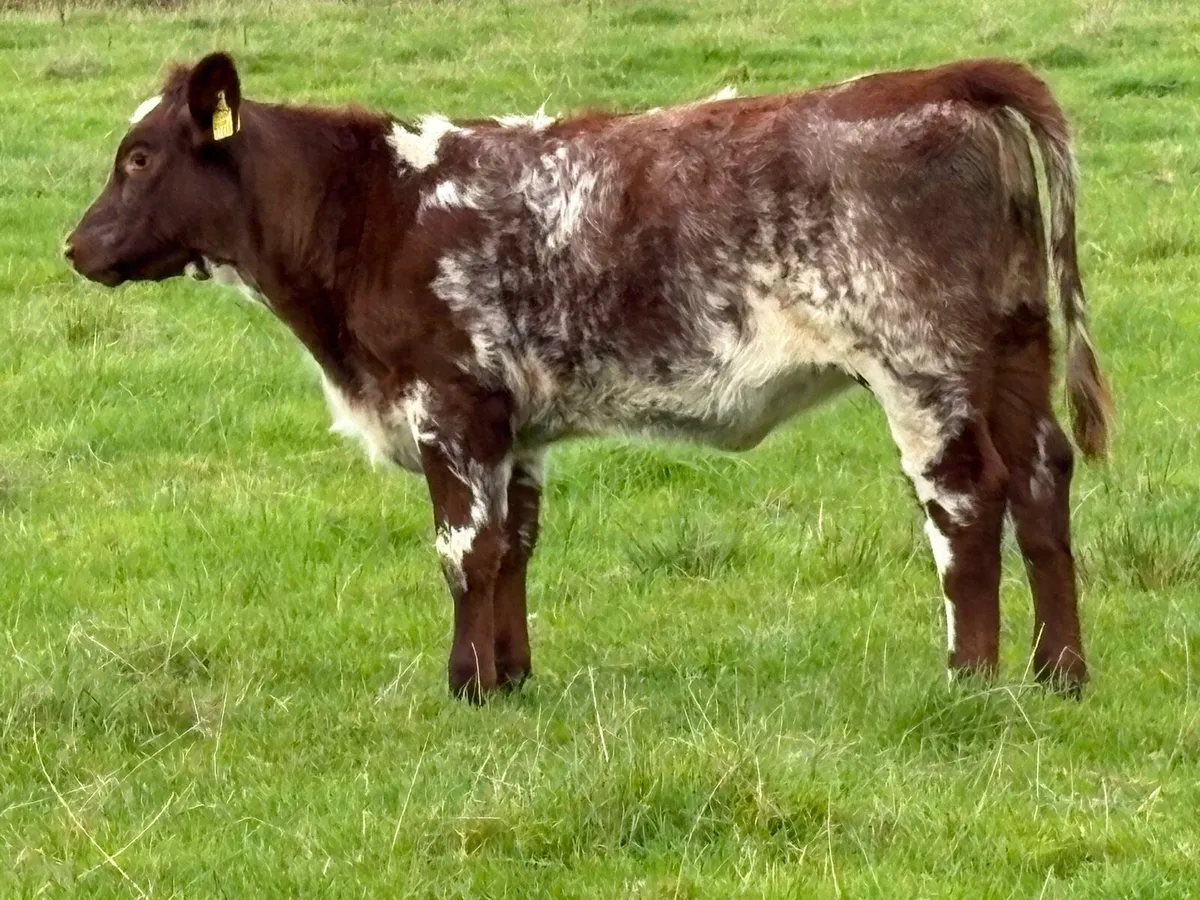Smashing suckler  shorthorn heifer - Image 3