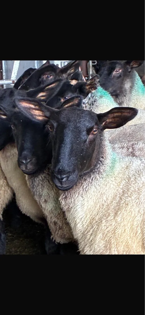 Suffolk mule ewes - Image 1