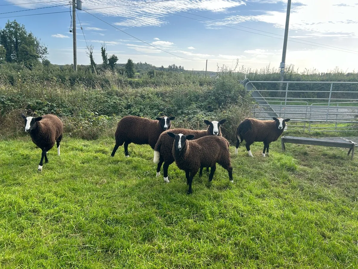 Zwartbles sheep - Image 1