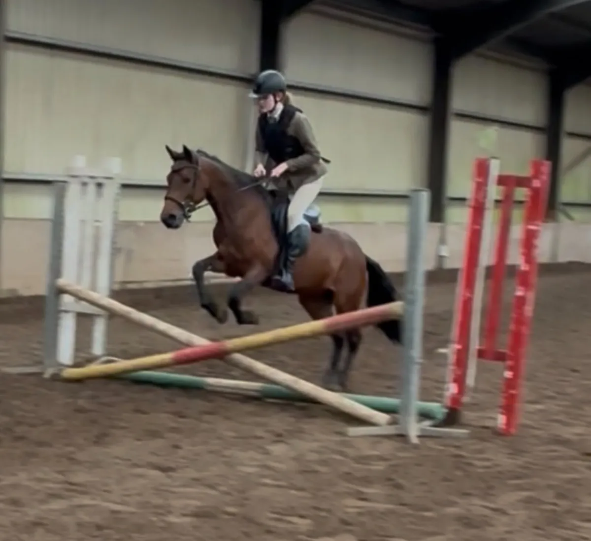 ~ Exceptional 138cm 5yo registered Class 1 Connie - Image 3