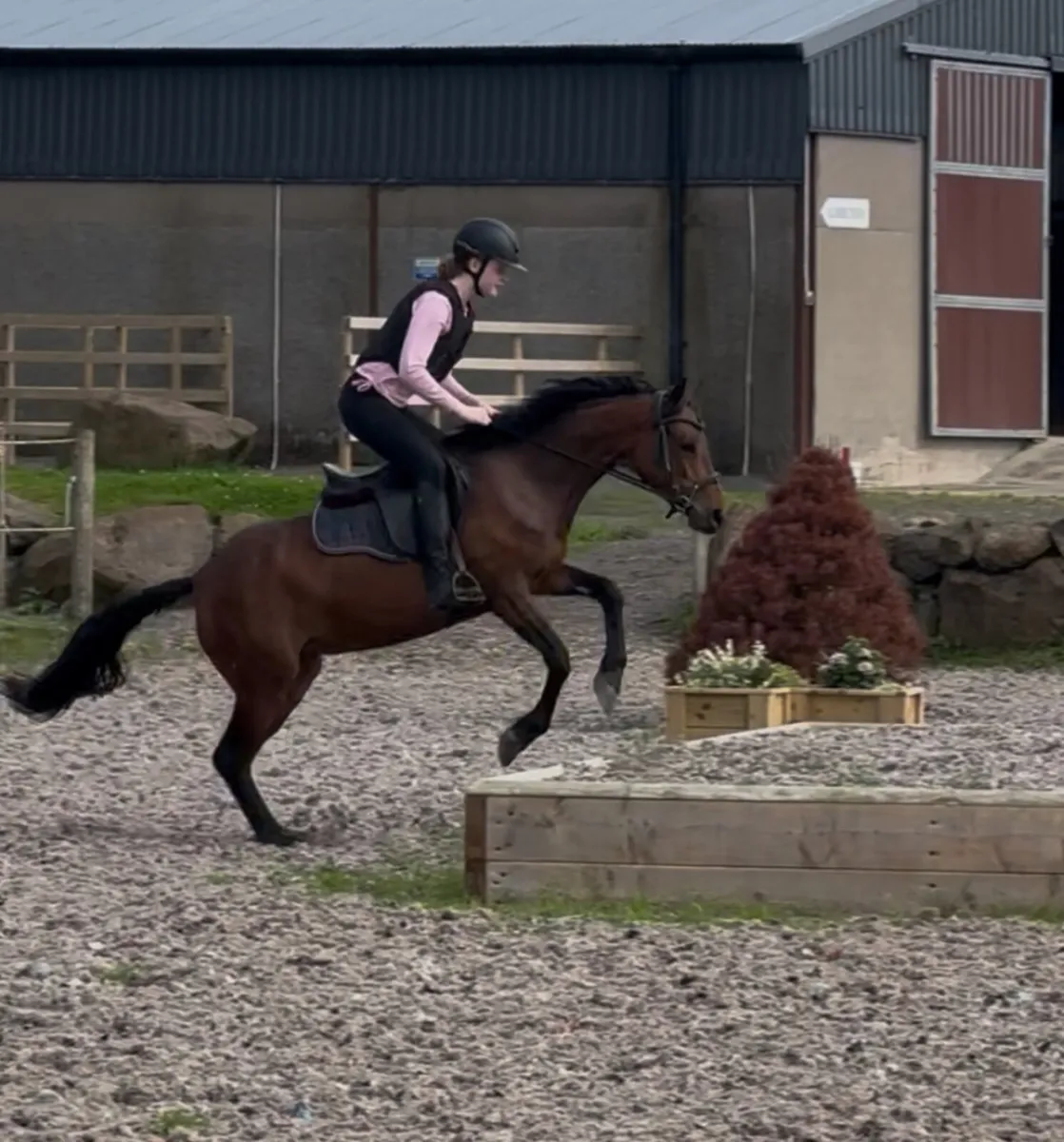 ~ Exceptional 138cm 5yo registered Class 1 Connie - Image 4