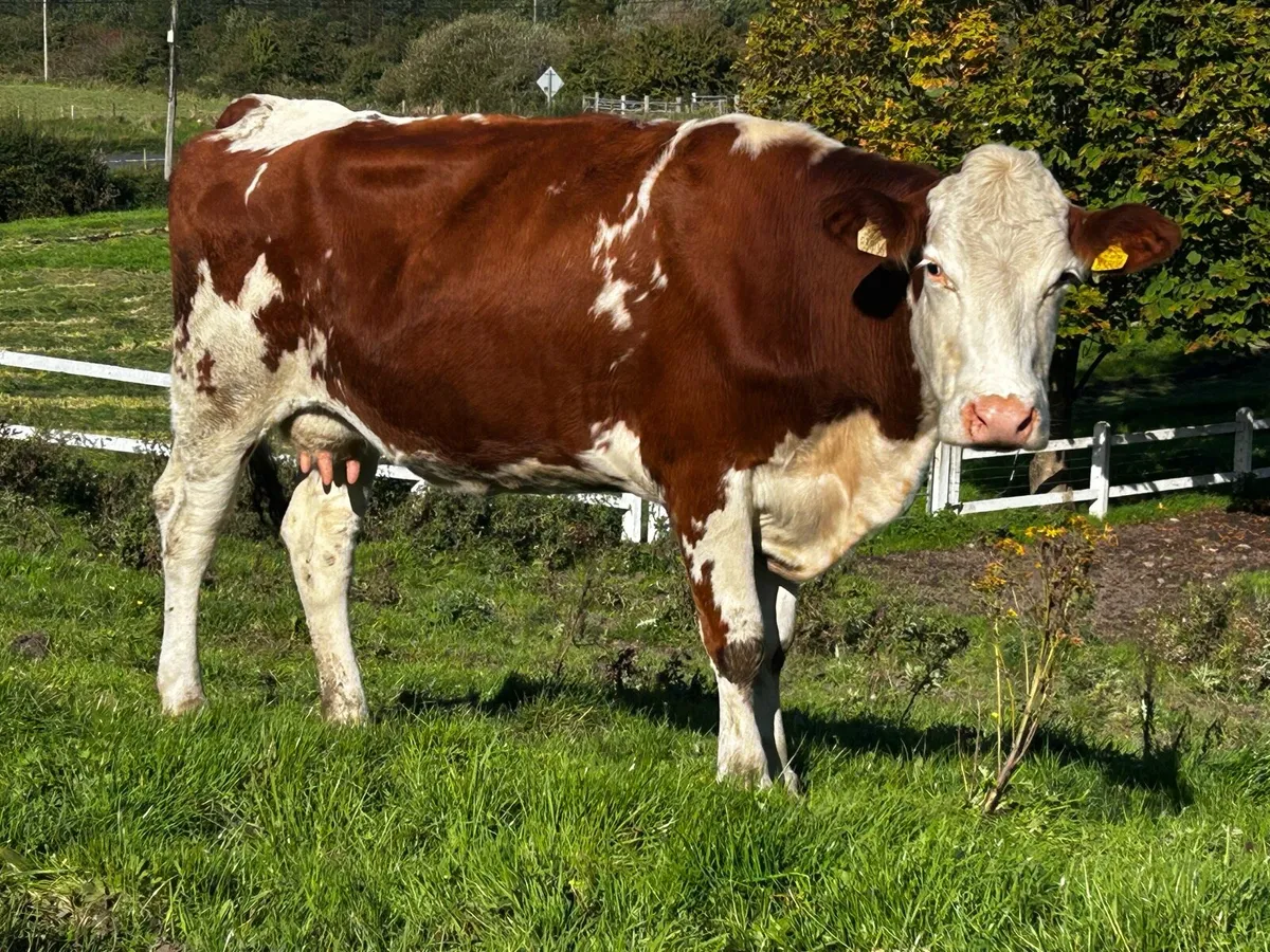 In-Calf Hereford Cow - Image 1