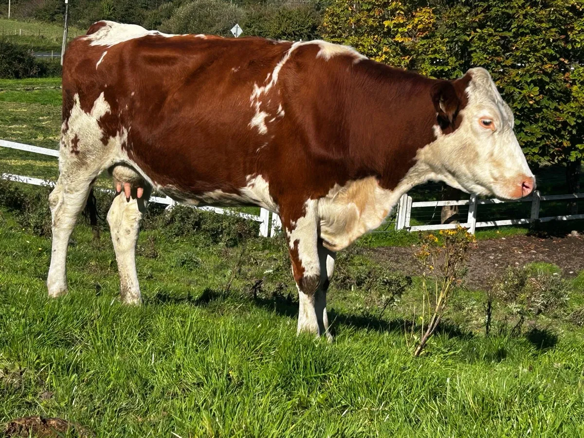 In-Calf Hereford Cow - Image 3