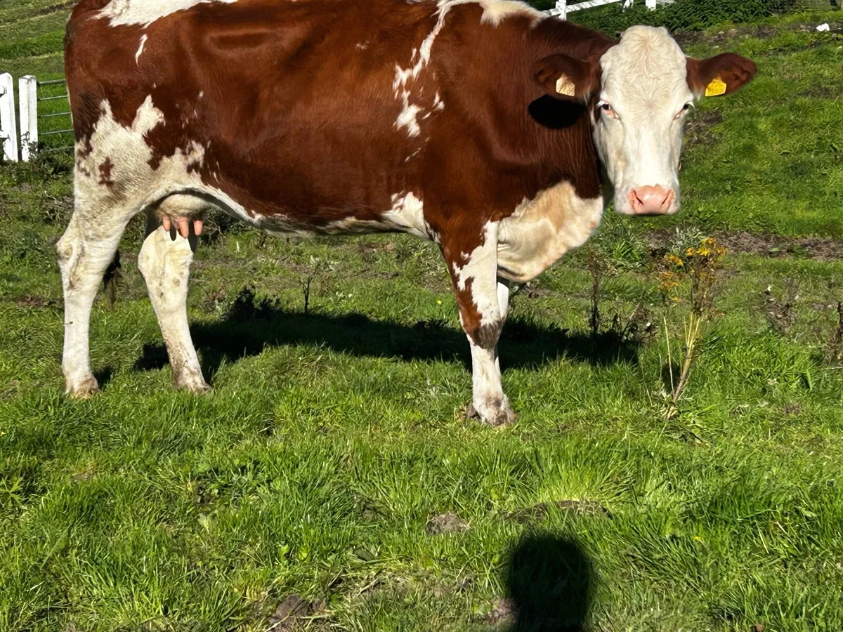 In-Calf Hereford Cow - Image 4