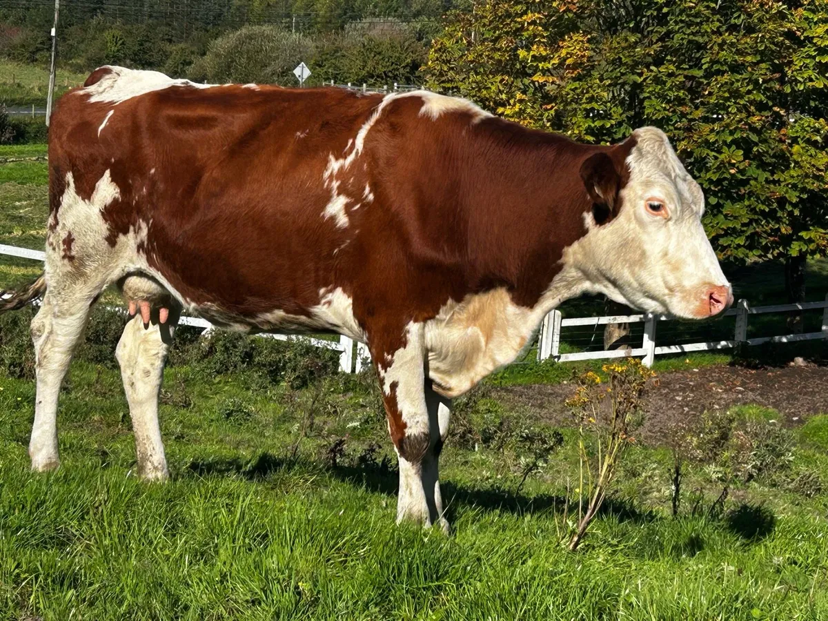 In-Calf Hereford Cow - Image 2