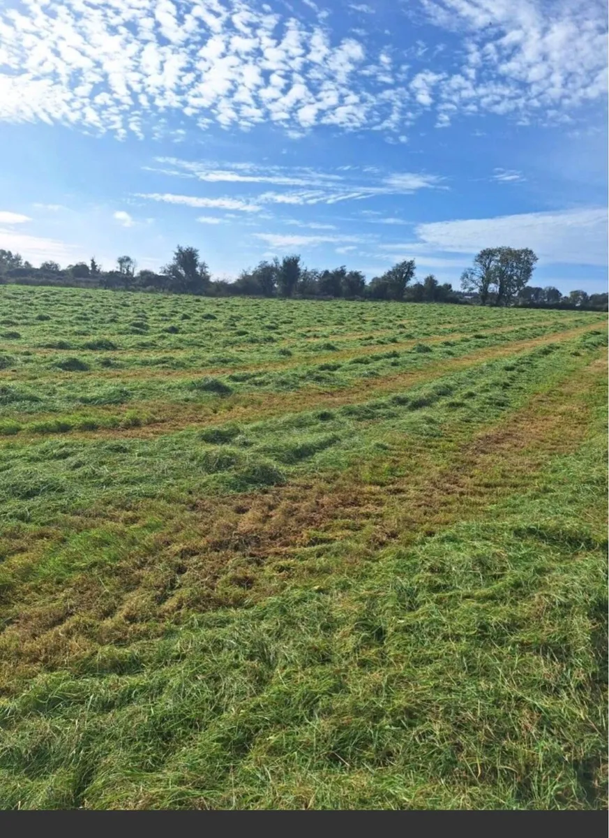 meadow ready for cutting
