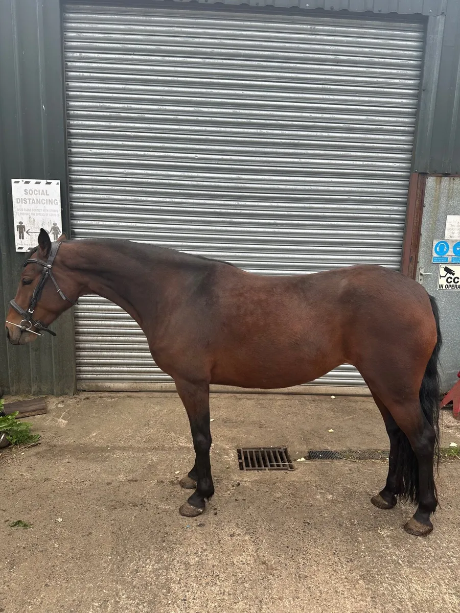 ~ Exceptional 138cm 5yo registered Class 1 Connie - Image 1