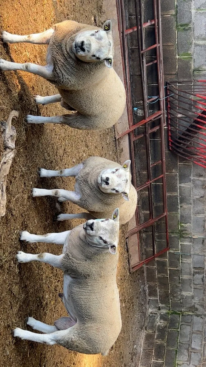 Texel rams - Image 1