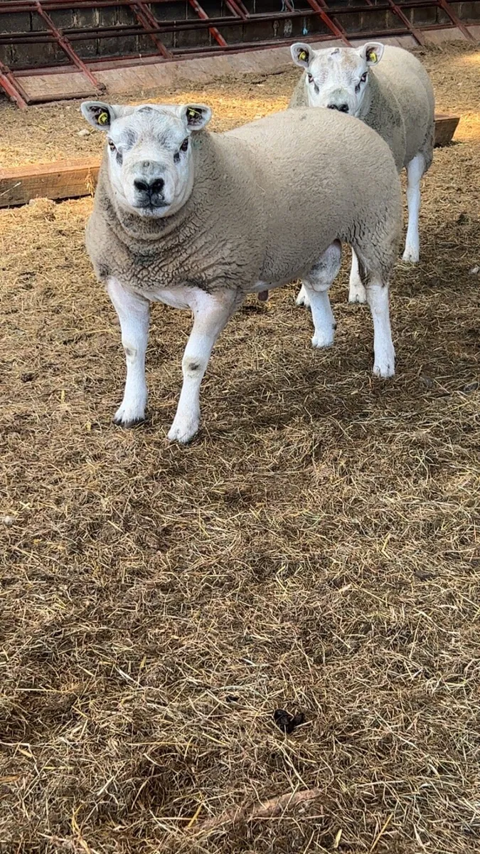 Texel rams - Image 2