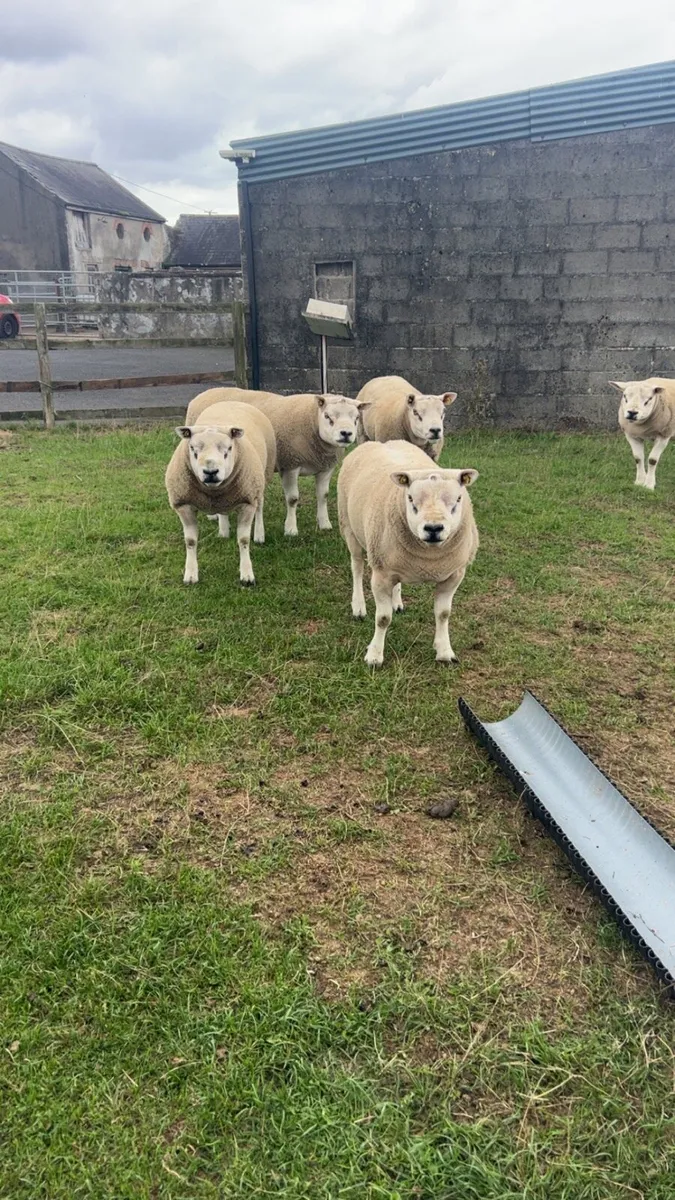 Texel rams - Image 3