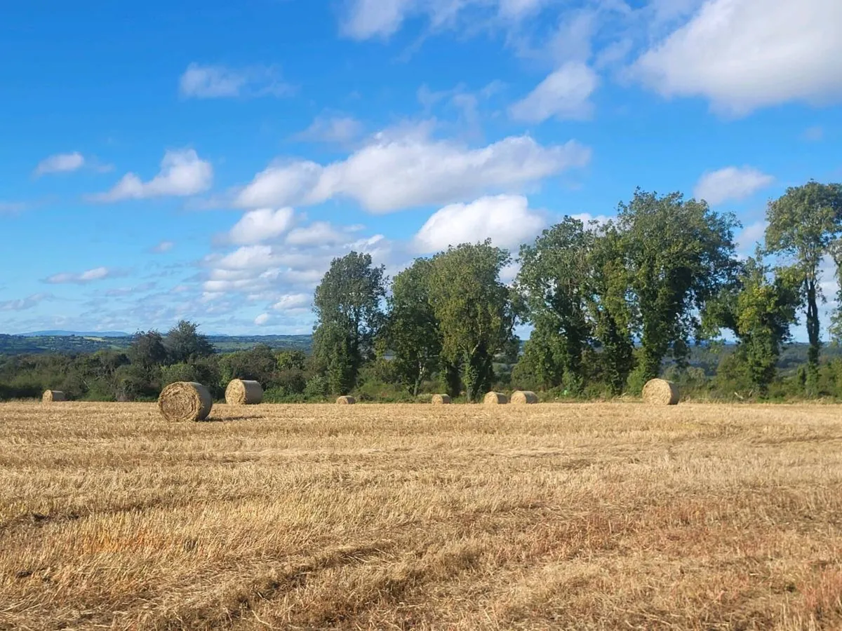 Barley & Spring Wheaten Straw - Image 1