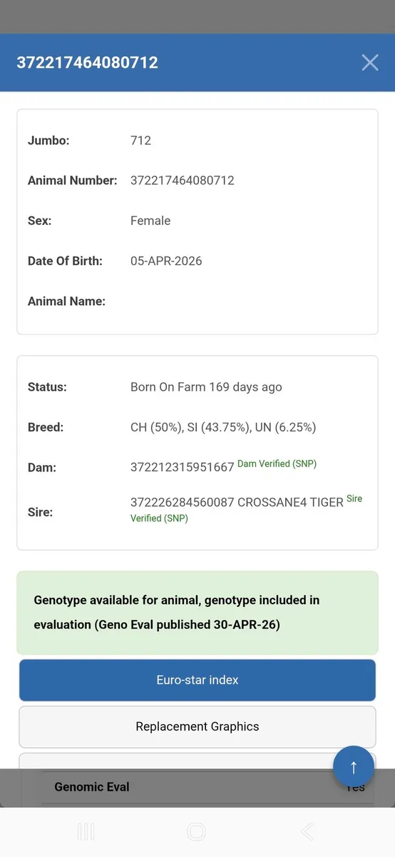 Weanling bulls and heifers gortatlea mart - Image 3