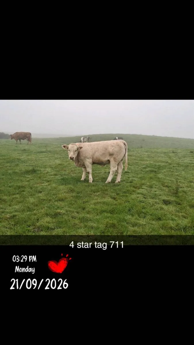 Weanling bulls and heifers gortatlea mart - Image 4