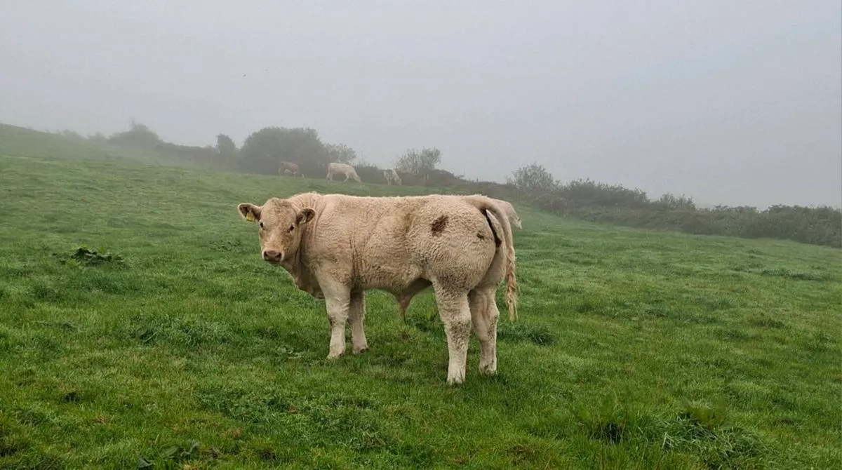 Weanling bulls and heifers gortatlea mart - Image 1