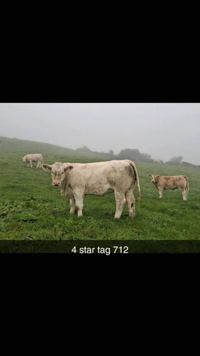 Weanling bulls and heifers gortatlea mart - Image 2